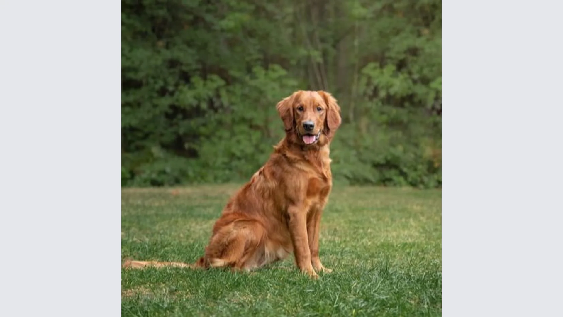 Pacific Northwest Scottish Highland Event