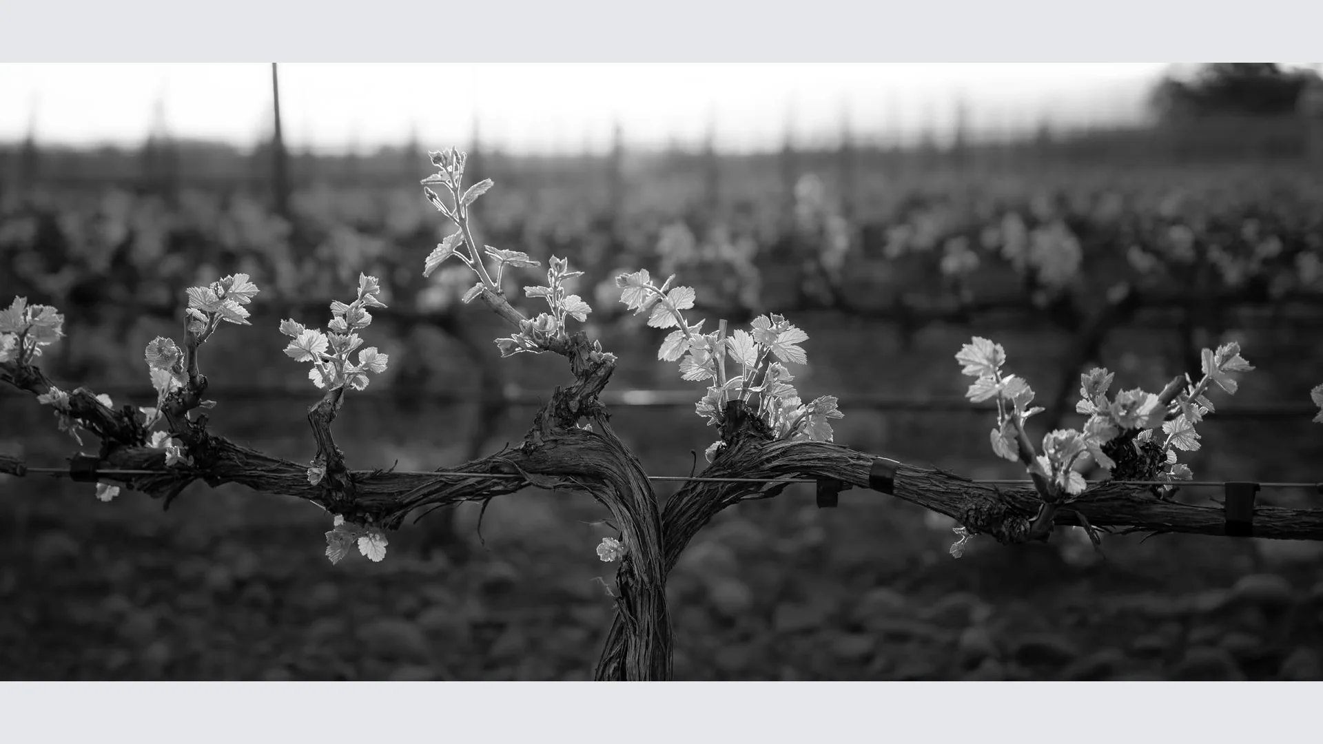 Wine Night with Rasa Vineyards